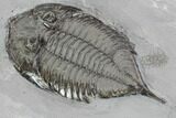 Dalmanites Trilobite Fossil - New York #99084-4